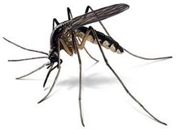 Mosquito Control Services For Victoria Texas